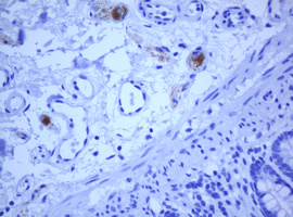 TMEM173 / STING Antibody - IHC of paraffin-embedded Human colon tissue using anti-TMEM173 mouse monoclonal antibody.