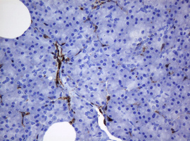 TMEM173 / STING Antibody - IHC of paraffin-embedded Human pancreas tissue using anti-TMEM173 mouse monoclonal antibody. (Heat-induced epitope retrieval by 10mM citric buffer, pH6.0, 120°C for 3min).