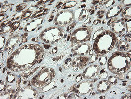 TMEM173 / STING Antibody - IHC of paraffin-embedded Human Kidney tissue using anti-TMEM173 mouse monoclonal antibody.