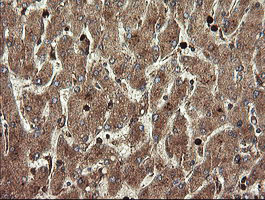 TMEM173 / STING Antibody - IHC of paraffin-embedded Human liver tissue using anti-TMEM173 mouse monoclonal antibody.