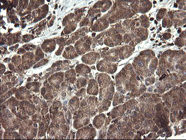 TMEM173 / STING Antibody - IHC of paraffin-embedded Human pancreas tissue using anti-TMEM173 mouse monoclonal antibody.