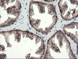 TMEM173 / STING Antibody - IHC of paraffin-embedded Human prostate tissue using anti-TMEM173 mouse monoclonal antibody.