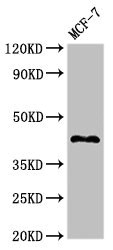 TMEM173 / STING Antibody - Western Blot Positive WB detected in:MCF-7 whole cell lysate All Lanes:TMEM173 antibody at 2.7µg/ml Secondary Goat polyclonal to rabbit IgG at 1/50000 dilution Predicted band size: 43 KDa Observed band size: 43 KDa