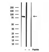 TMEM173 / STING Antibody - Western blot analysis of extracts of mouse thymus tissue using TMEM173/STING antibody.