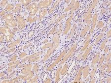 TMEM174 Antibody - Immunochemical staining of human TMEM174 in human kidney with rabbit polyclonal antibody at 1:100 dilution, formalin-fixed paraffin embedded sections.