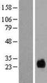TMEM174 Protein - Western validation with an anti-DDK antibody * L: Control HEK293 lysate R: Over-expression lysate