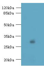 TMEM176B / LR8 Antibody - Western blot. All lanes: TMEM176B antibody at 8 ug/ml+ Human placenta tissue Goat polyclonal to rabbit at 1:10000 dilution. Predicted band size: 29 kDa. Observed band size: 29 kDa.