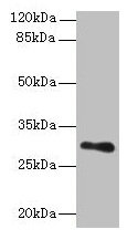 TMEM176B / LR8 Antibody - Western blot All lanes: TMEM176B antibody at 8µg/ml + Human placenta tissue Secondary Goat polyclonal to rabbit IgG at 1/10000 dilution Predicted band size: 30, 26 kDa Observed band size: 30 kDa