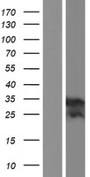 TMEM176B / LR8 Protein - Western validation with an anti-DDK antibody * L: Control HEK293 lysate R: Over-expression lysate