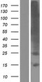 TMEM178 Protein - Western validation with an anti-DDK antibody * L: Control HEK293 lysate R: Over-expression lysate