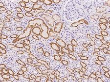 TMEM180 Antibody - Immunochemical staining of human TMEM180 in human kidney with rabbit polyclonal antibody at 1:100 dilution, formalin-fixed paraffin embedded sections.