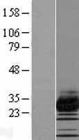 TMEM182 Protein - Western validation with an anti-DDK antibody * L: Control HEK293 lysate R: Over-expression lysate