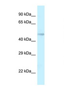 TMEM184B Antibody - TMEM184B / C22orf5 antibody Western blot of Rat Brain lysate. Antibody concentration 1 ug/ml.  This image was taken for the unconjugated form of this product. Other forms have not been tested.