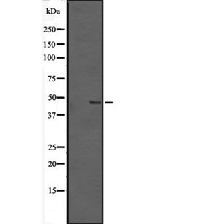 TMEM184B Antibody - Western blot analysis of TMEM184B expression in HEK293 cells. The lane on the left is treated with the antigen-specific peptide.