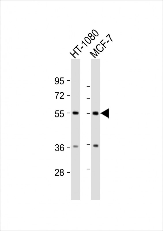TMEM184C Antibody - All lanes: Anti-TMEM184C Antibody (C-Term) at 1:2000 dilution. Lane 1: HT-1080 whole cell lysate. Lane 2: MCF-7 whole cell lysate Lysates/proteins at 20 ug per lane. Secondary Goat Anti-Rabbit IgG, (H+L), Peroxidase conjugated at 1:10000 dilution. Predicted band size: 50 kDa. Blocking/Dilution buffer: 5% NFDM/TBST.