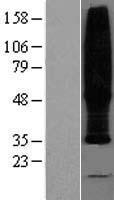 TMEM185B Protein - Western validation with an anti-DDK antibody * L: Control HEK293 lysate R: Over-expression lysate