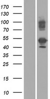TMEM189 Protein - Western validation with an anti-DDK antibody * L: Control HEK293 lysate R: Over-expression lysate