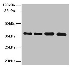 TMEM19 Antibody - Western blot All lanes: TMEM19 antibody at 1µg/ml Lane 1: MCF-7 whole cell lysate Lane 2: U251 whole cell lysate Lane 3: Mouse stomach tissue Lane 4: A549 whole cell lysate Secondary Goat polyclonal to rabbit IgG at 1/10000 dilution Predicted band size: 37, 33 kDa Observed band size: 37 kDa