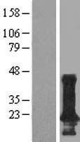 TMEM190 Protein - Western validation with an anti-DDK antibody * L: Control HEK293 lysate R: Over-expression lysate