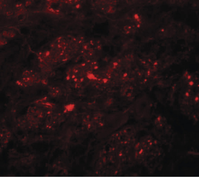 TMEM192 Antibody - Immunofluorescence of TMEM192 in mouse brain tissue with TMEM192 antibody at 20 ug/ml.