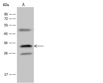 TMEM192 Antibody - Anti-TMEM192 rabbit polyclonal antibody at 1:500 dilution. Lane A: U251MG Whole Cell Lysate. Lysates/proteins at 30 ug per lane. Secondary: Goat Anti-Rabbit IgG (H+L)/HRP at 1/10000 dilution. Developed using the ECL technique. Performed under reducing conditions. Predicted band size: 31 kDa. Observed band size: 31 kDa.