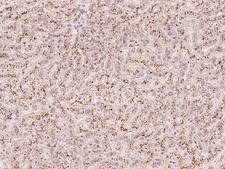 TMEM192 Antibody - Immunochemical staining of human TMEM192 in human liver with rabbit polyclonal antibody at 1:100 dilution, formalin-fixed paraffin embedded sections.