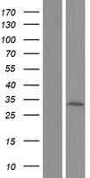 TMEM192 Protein - Western validation with an anti-DDK antibody * L: Control HEK293 lysate R: Over-expression lysate