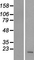 TMEM211 Protein - Western validation with an anti-DDK antibody * L: Control HEK293 lysate R: Over-expression lysate