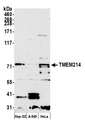 TMEM214 / FLJ20254 Antibody - Detection of human TMEM214 by western blot. Samples: Whole cell lysate (15 µg) from Hep-G2, A-549, and HeLa cells prepared using NETN lysis buffer. Antibody: Affinity purified rabbit anti-TMEM214 antibody used for WB at 1:1000. Detection: Chemiluminescence with an exposure time of 3 minutes.