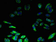 TMEM217 Antibody - Immunofluorescent analysis of HepG2 cells using TMEM217 Antibody at dilution of 1:100 and Alexa Fluor 488-congugated AffiniPure Goat Anti-Rabbit IgG(H+L)