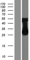 TMEM221 Protein - Western validation with an anti-DDK antibody * L: Control HEK293 lysate R: Over-expression lysate