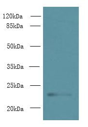 TMEM222 Antibody - Western blot. All lanes: TMEM222 antibody at 4 ug/ml+ HepG-2 whole cell lysate Goat polyclonal to rabbit at 1:10000 dilution. Predicted band size: 23 kDa. Observed band size: 23 kDa.
