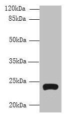 TMEM222 Antibody - Western blot All lanes: TMEM222 antibody at 4µg/ml + HepG2 whole cell lysate Secondary Goat polyclonal to rabbit IgG at 1/10000 dilution Predicted band size: 24, 13 kDa Observed band size: 24 kDa