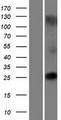 TMEM225 Protein - Western validation with an anti-DDK antibody * L: Control HEK293 lysate R: Over-expression lysate