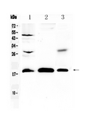 TMEM240 / C1orf70 Antibody - Western blot - Anti-TMEM240 Picoband Antibody