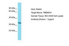 TMEM241 Antibody -  This image was taken for the unconjugated form of this product. Other forms have not been tested.
