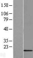 TMEM242 / C6orf35 Protein - Western validation with an anti-DDK antibody * L: Control HEK293 lysate R: Over-expression lysate