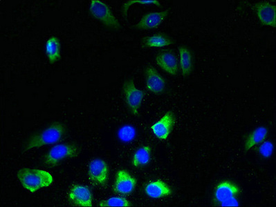 TMEM243 Antibody - Immunofluorescent analysis of A549 cells using TMEM243 Antibody at dilution of 1:100 and Alexa Fluor 488-congugated AffiniPure Goat Anti-Rabbit IgG(H+L)