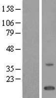 TMEM243 Protein - Western validation with an anti-DDK antibody * L: Control HEK293 lysate R: Over-expression lysate