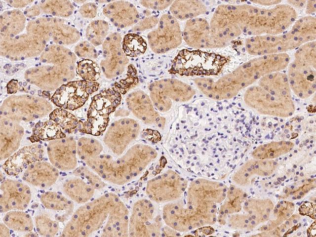 TMEM248 / c7orf42 Antibody - Immunochemical staining of human C7orf42 in human kidney with rabbit polyclonal antibody at 1:100 dilution, formalin-fixed paraffin embedded sections.