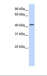 TMEM248 / c7orf42 Antibody - Hela cell lysate. Antibody concentration: 1.0 ug/ml. Gel concentration: 12%.  This image was taken for the unconjugated form of this product. Other forms have not been tested.