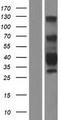 TMEM25 Protein - Western validation with an anti-DDK antibody * L: Control HEK293 lysate R: Over-expression lysate