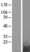 TMEM258 / C11orf10 Protein - Western validation with an anti-DDK antibody * L: Control HEK293 lysate R: Over-expression lysate