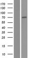 TMEM259 / Membralin Protein - Western validation with an anti-DDK antibody * L: Control HEK293 lysate R: Over-expression lysate