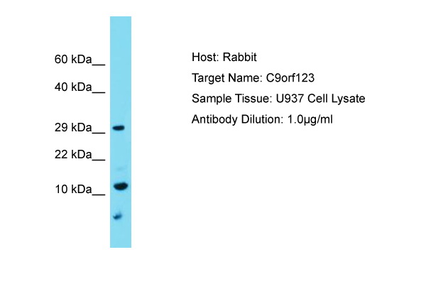 TMEM261 / C9orf123 Antibody -  This image was taken for the unconjugated form of this product. Other forms have not been tested.