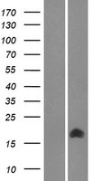 TMEM261 / C9orf123 Protein - Western validation with an anti-DDK antibody * L: Control HEK293 lysate R: Over-expression lysate