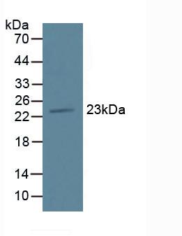 TMEM27 / Collectrin Antibody - Western Blot; Sample: Mouse Pancreas Tissue.