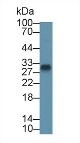 TMEM27 / Collectrin Antibody - Western Blot; Sample: Rat Serum; Primary Ab: 2µg/ml Rabbit Anti-Rat TMEM27 Antibody Second Ab: 0.2µg/mL HRP-Linked Caprine Anti-Rabbit IgG Polyclonal Antibody