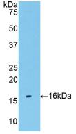 TMEM27 / Collectrin Antibody - Western Blot; Sample: Recombinant TMEM27, Human.