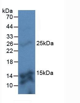 TMEM27 / Collectrin Antibody - Western Blot; Sample: Mouse Kidney Tissue.